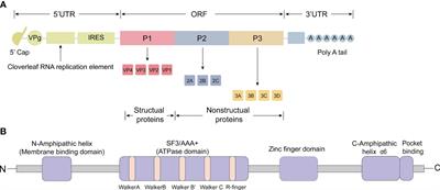 Picornavirus 2C proteins: structure-function relationships and interactions with host factors